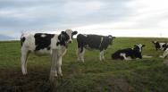 vaches