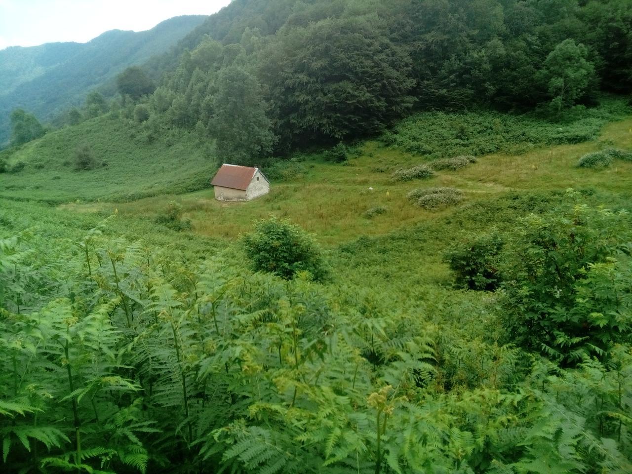 Lost in the green desert