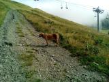 Encore un chien...