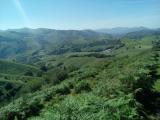 Verdure