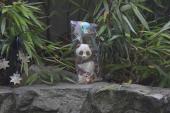 Chocolate panda