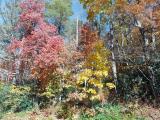 Couleurs d'automne